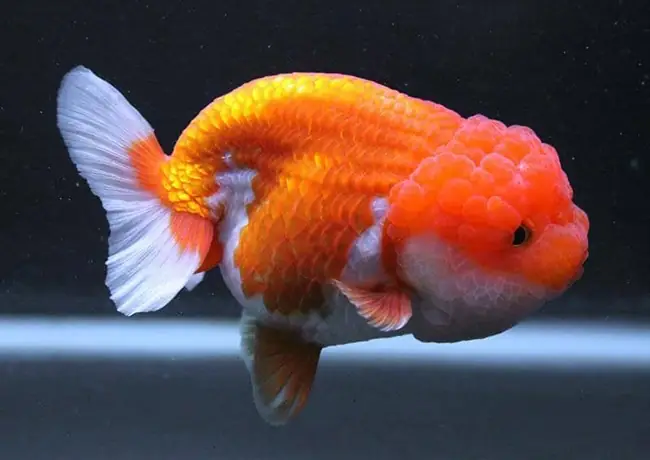 Hướng Dẫn Chi Tiết Cách Nuôi Cá Ranchu Khỏe Mạnh Cho Người Mới