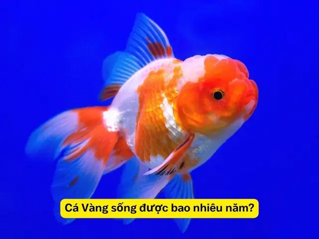 Hướng Dẫn Chi Tiết Cách Nuôi Cá Ranchu Lên Đầu Đẹp, Khỏe Mạnh