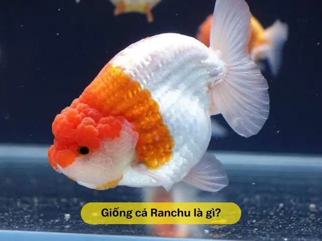 Hướng Dẫn Chi Tiết Cách Nuôi Cá Ranchu Lên Đầu Đẹp, Khỏe Mạnh