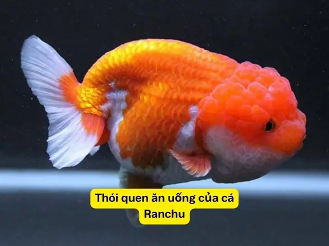 Hướng Dẫn Chi Tiết Cách Nuôi Cá Ranchu Lên Đầu Đẹp, Khỏe Mạnh