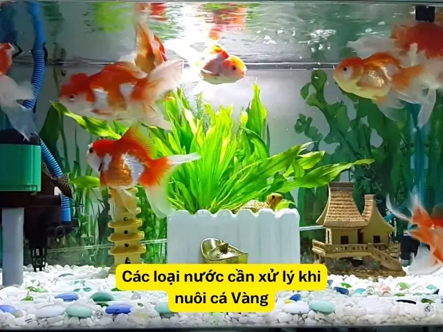 Hướng Dẫn Chi Tiết Cách Nuôi Cá Ranchu Lên Đầu Đẹp, Khỏe Mạnh