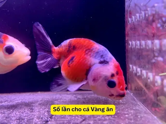 Hướng Dẫn Chi Tiết Cách Nuôi Cá Ranchu Lên Đầu Đẹp, Khỏe Mạnh