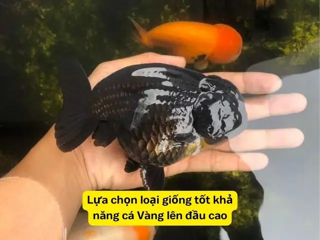 Hướng Dẫn Chi Tiết Cách Nuôi Cá Ranchu Lên Đầu Đẹp, Khỏe Mạnh