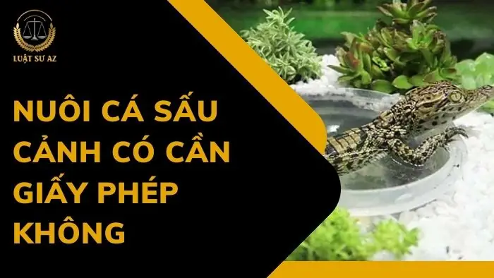Hướng Dẫn Chi Tiết Cách Nuôi Cá Sấu Cảnh Tại Nhà Cho Người Mới Bắt Đầu