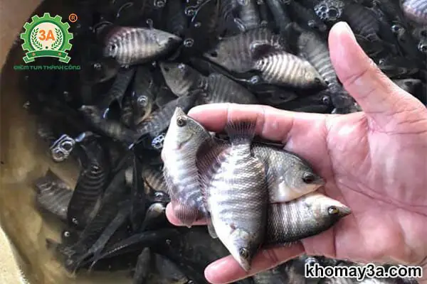 Hướng dẫn chi tiết cách nuôi cá tai tượng mau lớn và khỏe mạnh
