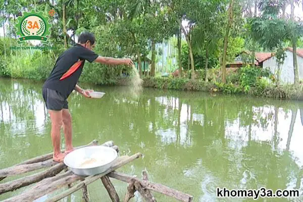 Hướng dẫn chi tiết cách nuôi cá tai tượng mau lớn và khỏe mạnh