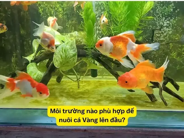 Hướng Dẫn Chi Tiết Cách Nuôi Cá Vàng Lên Đầu Hiệu Quả