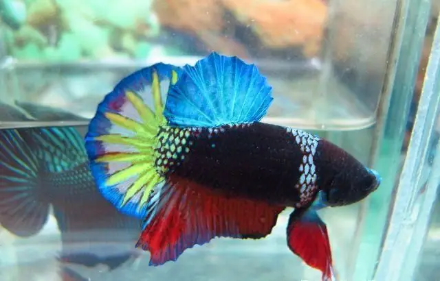 Hướng Dẫn Chi Tiết Cách Nuôi Cá Xiêm Con Mau Lớn