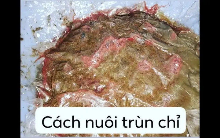 Cách Nuôi Giun Cho Cá Ăn: Hướng Dẫn Từ A Đến Z
