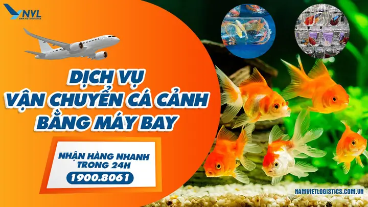 Cách Ship Cá Cảnh Đi Xa An Toàn và Hiệu Quả
