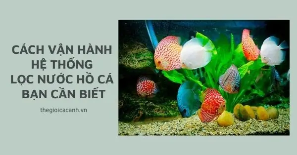 Cách Sử Dụng Máy Lọc Nước Hồ Cá Hiệu Quả Cho Người Mới Bắt Đầu