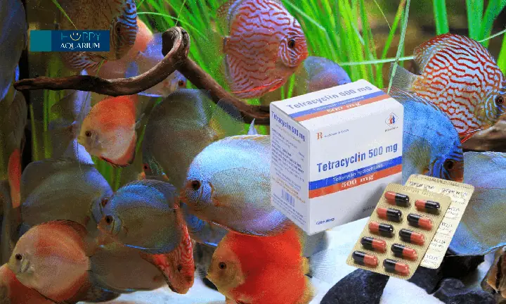 Liều Lượng Tetracyclin Cụ Thể Cho Từng Loại Bệnh