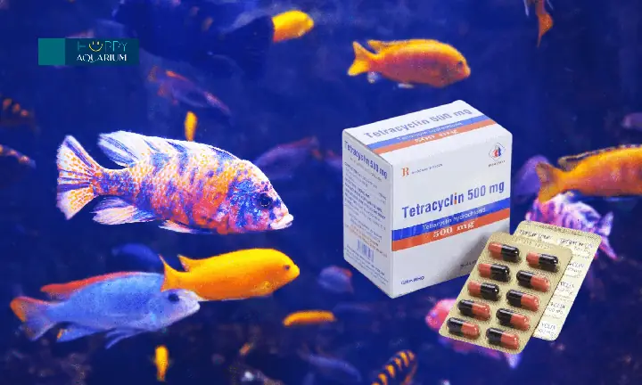 Cách Sử Dụng Tetracyclin Cho Cá