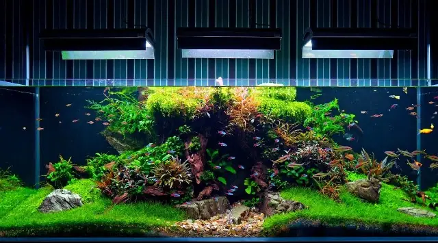 Hướng Dẫn Chi Tiết **Cách Tạo Bể Cá Cảnh Đẹp** Tự Nhiên Chuẩn Chuyên Gia