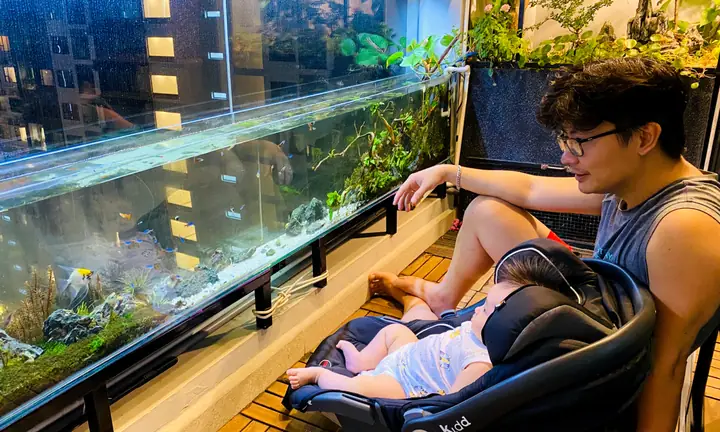 Hướng Dẫn Chi Tiết **Cách Tạo Bể Cá Cảnh Đẹp** Tự Nhiên Chuẩn Chuyên Gia