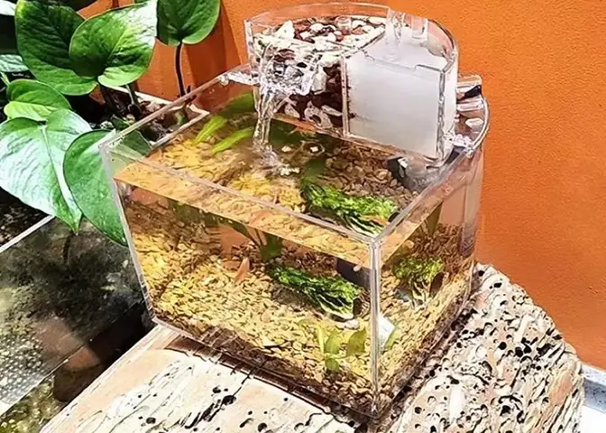 Cách Tạo Oxy Cho Bể Cá Mini: Hướng Dẫn Chi Tiết Để Cá Khỏe Mạnh