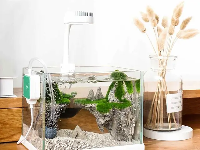 Cách Tạo Oxy Cho Bể Cá Mini: Hướng Dẫn Chi Tiết Để Cá Khỏe Mạnh