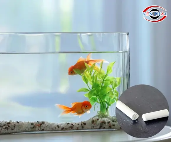 Hướng dẫn chi tiết cách tẩy kính bể cá bị ố hiệu quả