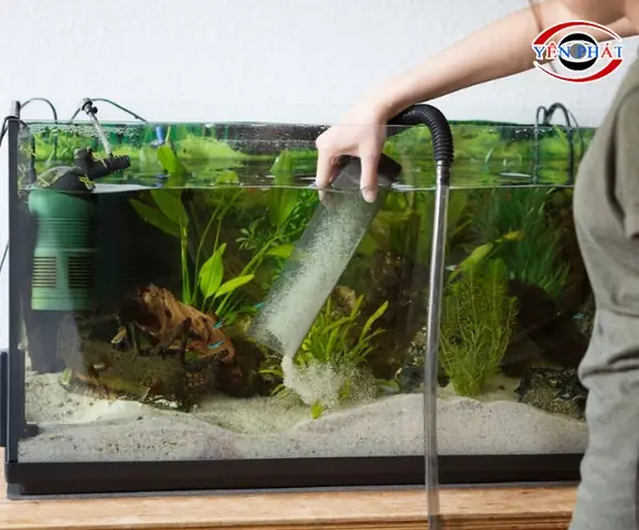 Hướng dẫn chi tiết cách tẩy kính bể cá bị ố hiệu quả