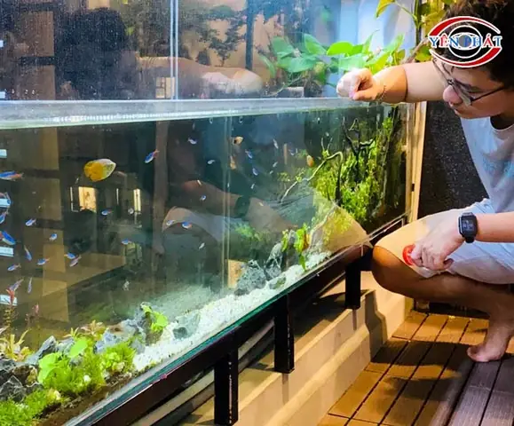 Hướng dẫn chi tiết cách tẩy kính bể cá bị ố hiệu quả