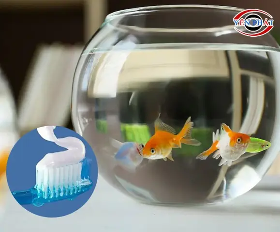Hướng dẫn chi tiết cách tẩy kính bể cá bị ố hiệu quả