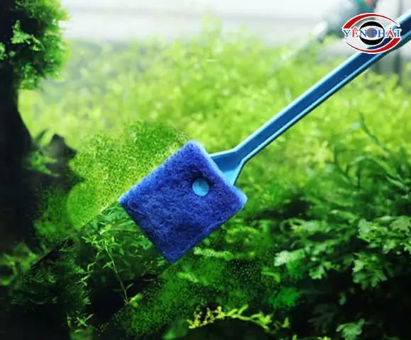 Hướng dẫn chi tiết cách tẩy kính bể cá bị ố hiệu quả