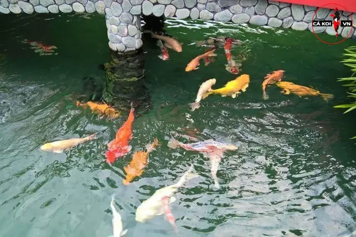 Hướng Dẫn Chi Tiết Cách Thả Cá Koi Mới Về Bể An Toàn