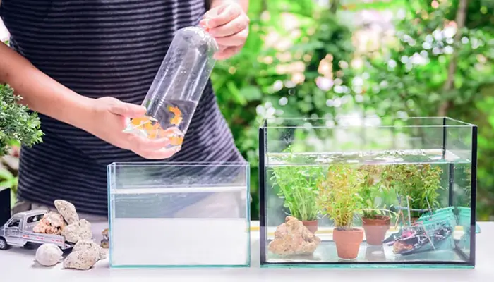 Cách Thả Cá Mới Mua Vào Bể Đảm Bảo Khỏe Mạnh, Không Chết
