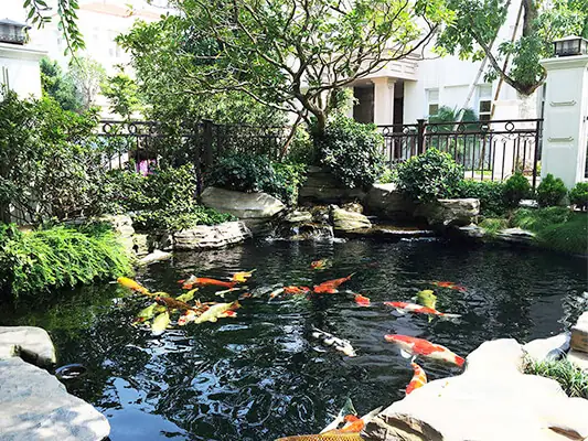 Cách Thiết Kế Bể Cá Koi: Hướng Dẫn Toàn Diện Cho Người Mới Cách Thiết Kế Bể Cá Koi: Hướng Dẫn Toàn Diện Cho Người Mới