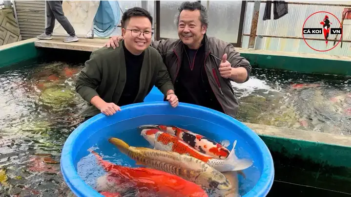 Cách Thuần Cá Koi: Hướng Dẫn Chi Tiết Từ A Đến Z Cách Thuần Cá Koi: Hướng Dẫn Chi Tiết Từ A Đến Z