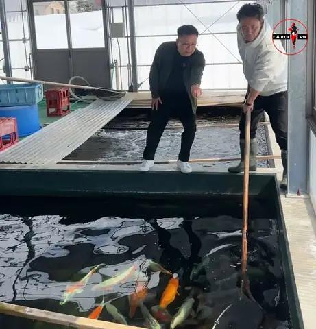 Cách Thuần Cá Koi: Hướng Dẫn Chi Tiết Từ A Đến Z Cách Thuần Cá Koi: Hướng Dẫn Chi Tiết Từ A Đến Z