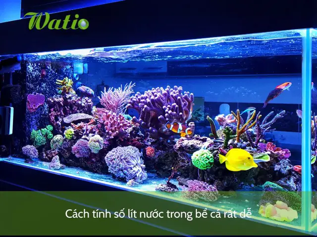 Cách Tính Lít Nước Trong Bể Cá Chuẩn Xác Và Đơn Giản Nhất