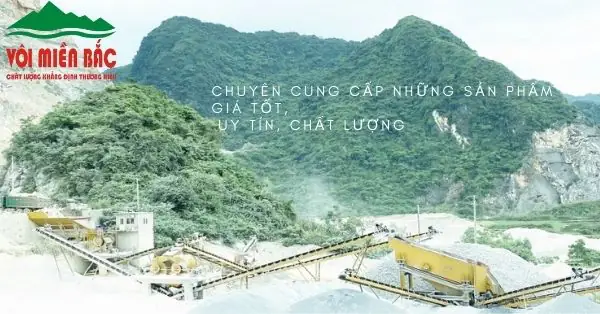 Hướng Dẫn Chi Tiết Cách Trang Trí Hồ Cá Bằng Sỏi Đẹp Mắt