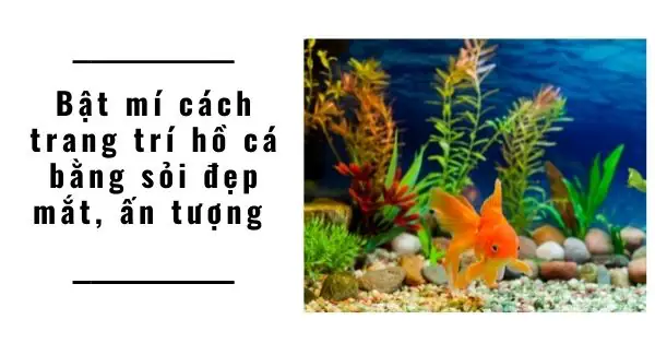 Hướng Dẫn Chi Tiết Cách Trang Trí Hồ Cá Bằng Sỏi Đẹp Mắt