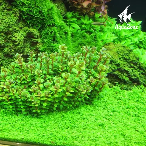 cách trang trí hồ cá đẹp đơn giản