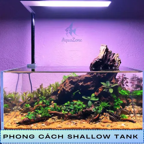 cách trang trí hồ cá đẹp đơn giản