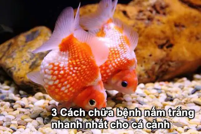 Cách Trị Bệnh Nấm Cho Cá Vàng Hiệu Quả và An Toàn