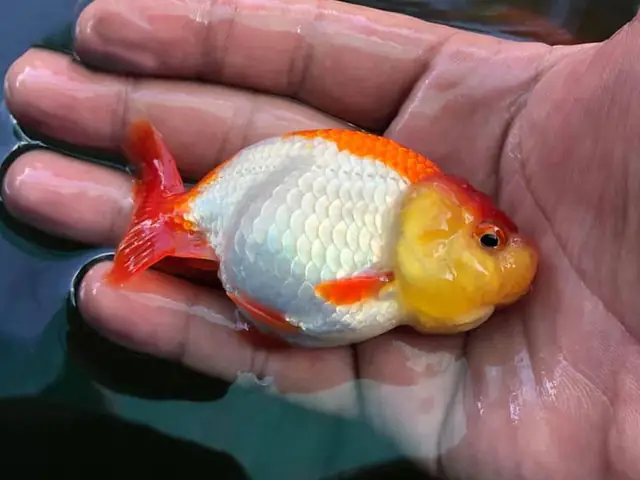 Cách Trị Bệnh Nấm Cho Cá Vàng Hiệu Quả và An Toàn