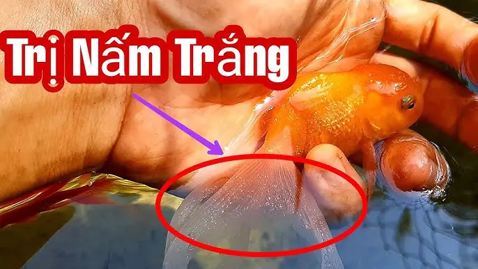 Cách Trị Bệnh Nấm Cho Cá Vàng Hiệu Quả và An Toàn