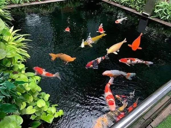 Hướng Dẫn Chi Tiết Cách Trị Cá Koi Bị Ngứa Mình Hiệu Quả