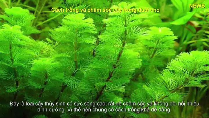 Hướng Dẫn Chi Tiết Cách Trồng Rong Đuôi Chó Trong Bể Cá