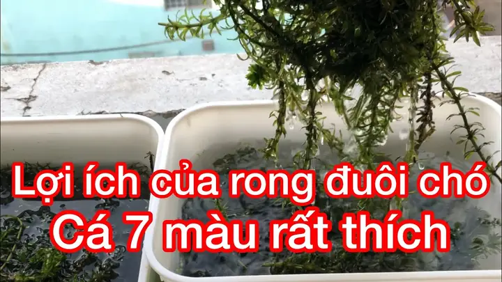 Hướng Dẫn Chi Tiết Cách Trồng Rong Đuôi Chó Trong Bể Cá