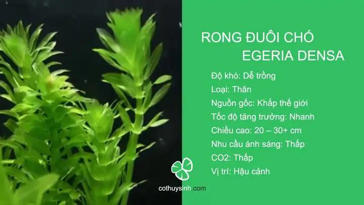 Hướng Dẫn Chi Tiết Cách Trồng Rong Đuôi Chó Trong Bể Cá
