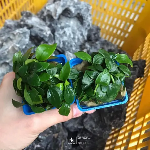 Hướng Dẫn Cách Trồng Rong Trong Hồ Cá Cho Người Mới