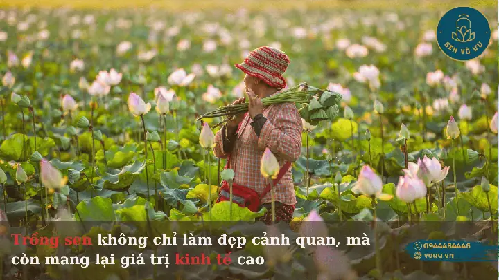 Trồng Sen Trong Hồ Cá: Kỹ Thuật Đơn Giản, Hiệu Quả