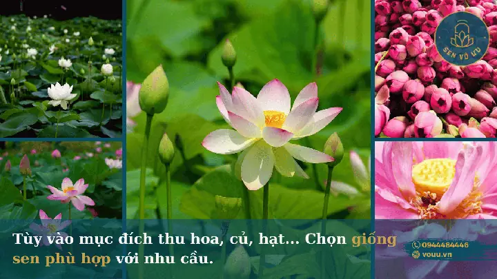 Trồng Sen Trong Hồ Cá: Kỹ Thuật Đơn Giản, Hiệu Quả