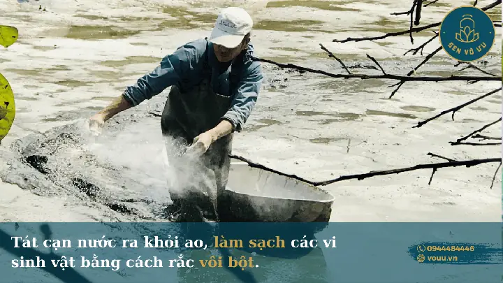 Trồng Sen Trong Hồ Cá: Kỹ Thuật Đơn Giản, Hiệu Quả