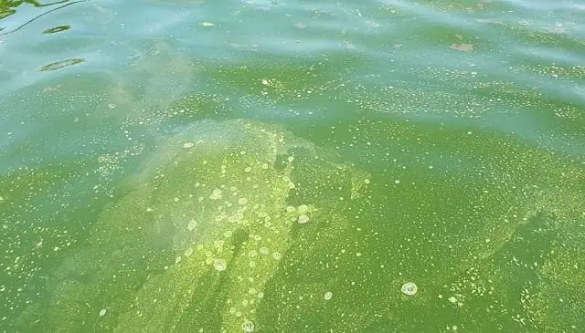 Cách Xử Lý Hồ Cá Bị Tảo Xanh Hiệu Quả Và An Toàn Nhất