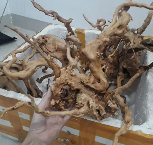 cách xử lý lũa bể cá