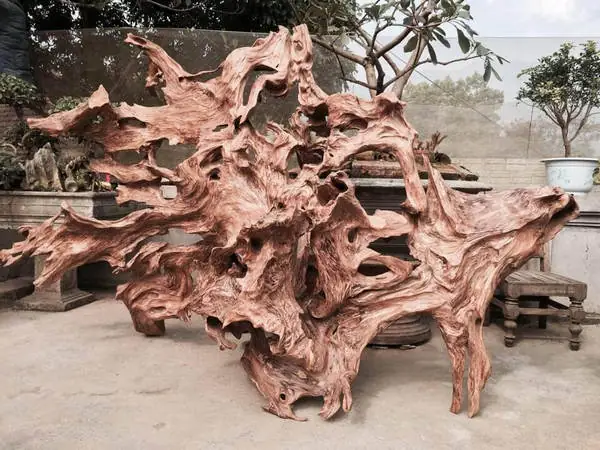 cách xử lý lũa bể cá